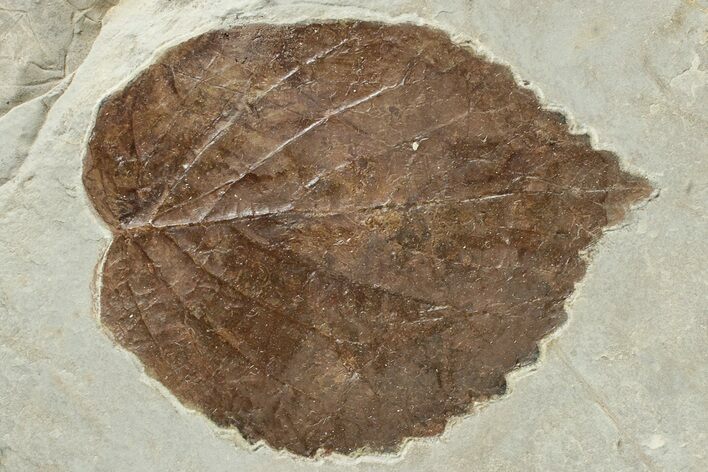 2.6" Fossil Leaf (Davidia) - Montana